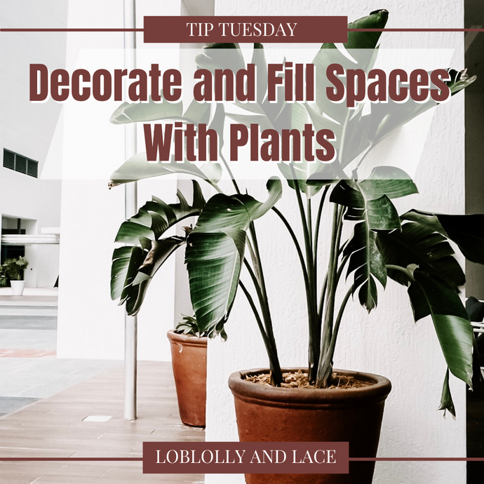 Decorate with Plants